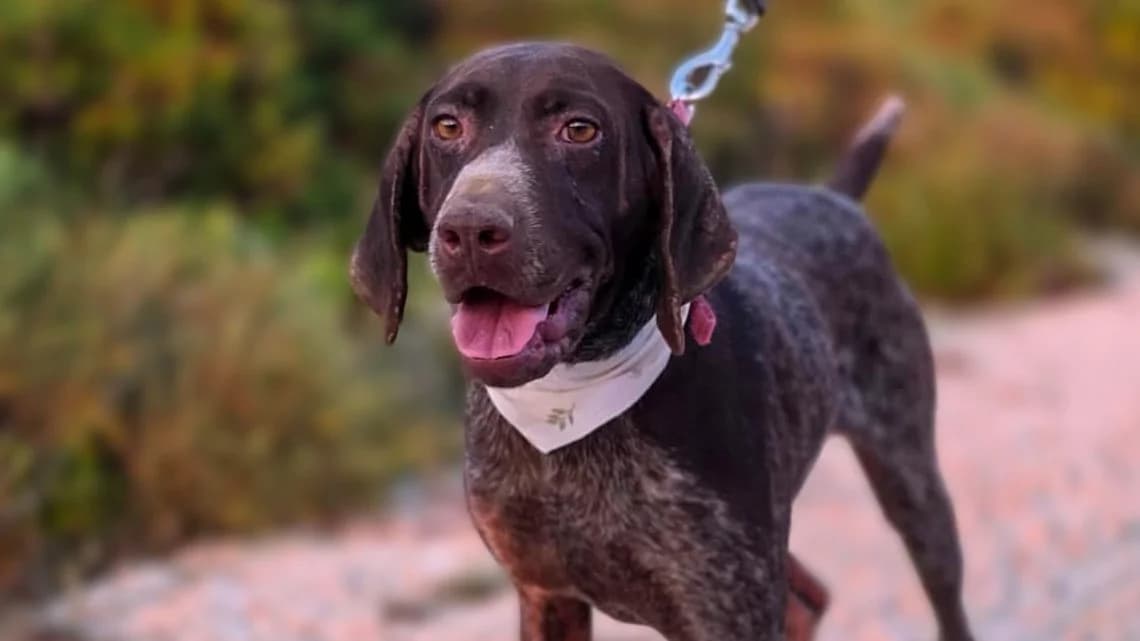 Karolina, male 3yo Mixed Breed for adoption at Stichting Wereldhonden