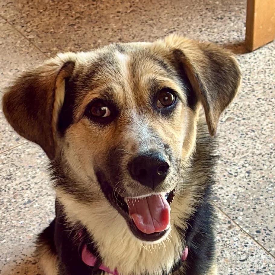 Gilly, male young Mixed Breed for adoption at Stichting Wereldhonden
