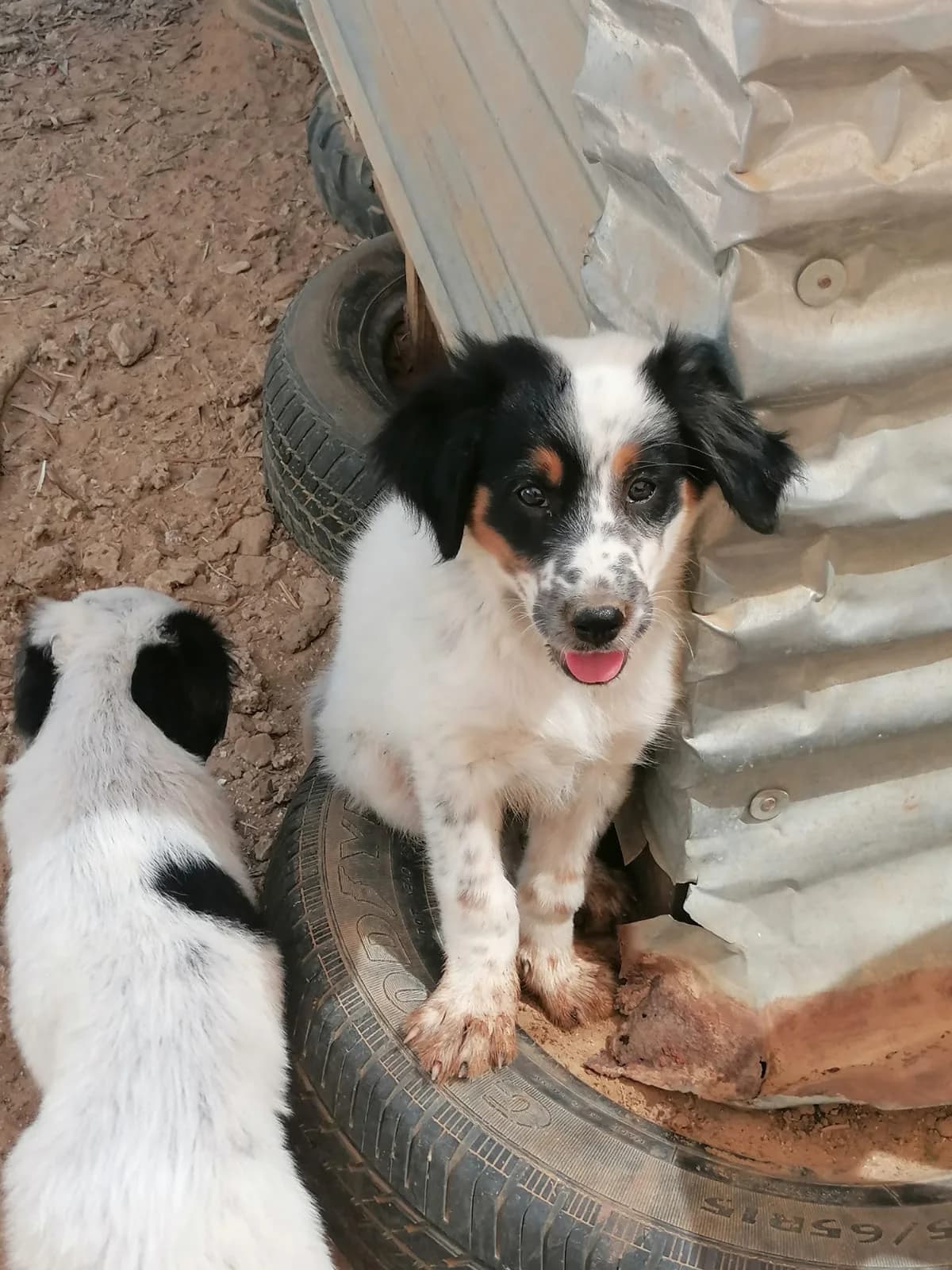 Patch, male puppy Mixed Breed for adoption at Stichting Wereldhonden