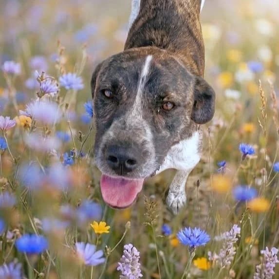 Ricky (Zakynthos), male puppy Mixed Breed for adoption at Stichting Wereldhonden