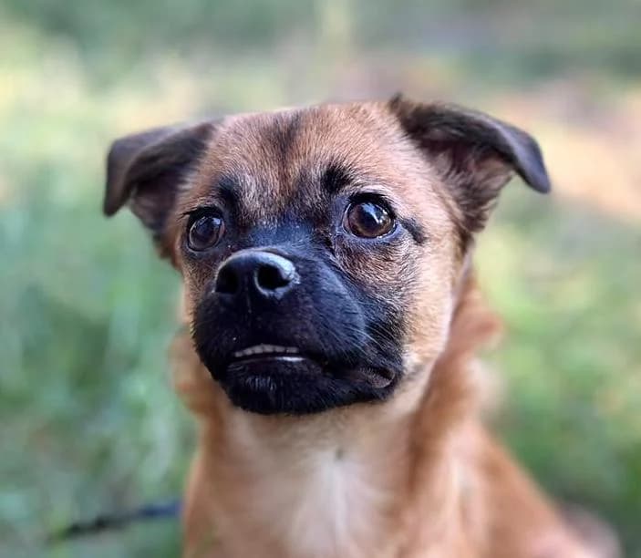 Luna, male puppy Mixed Breed for adoption at Stichting Wereldhonden