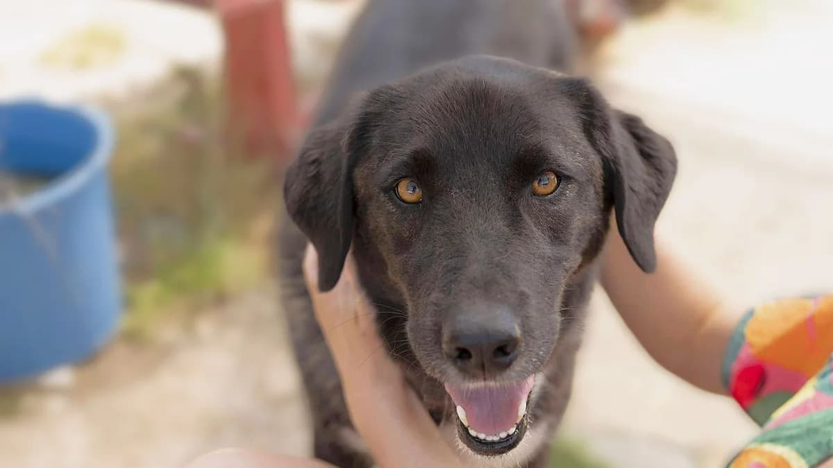 Geri, male senior Mixed Breed for adoption at Stichting Wereldhonden