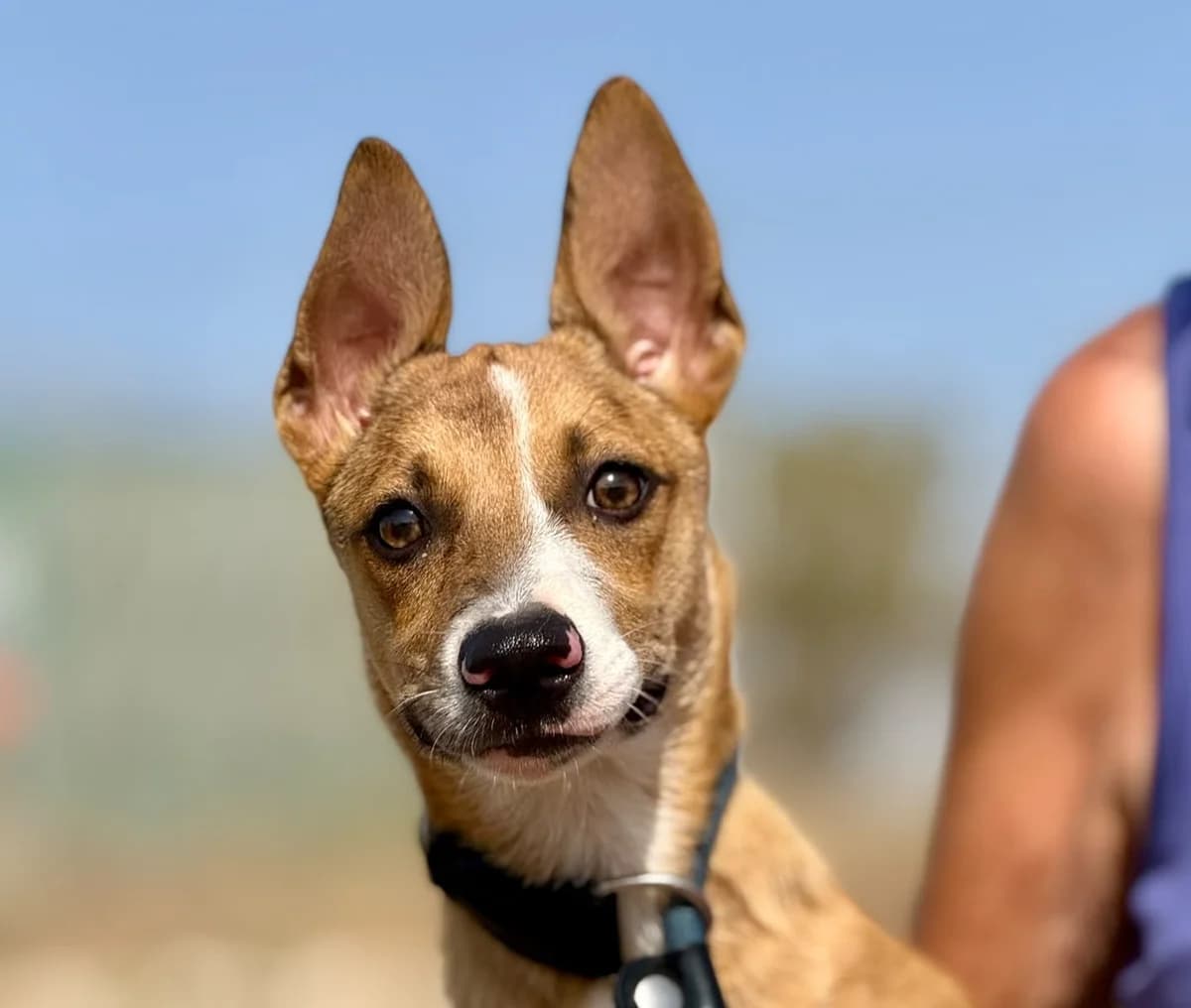Zorro, male puppy Mixed Breed for adoption at Stichting Wereldhonden