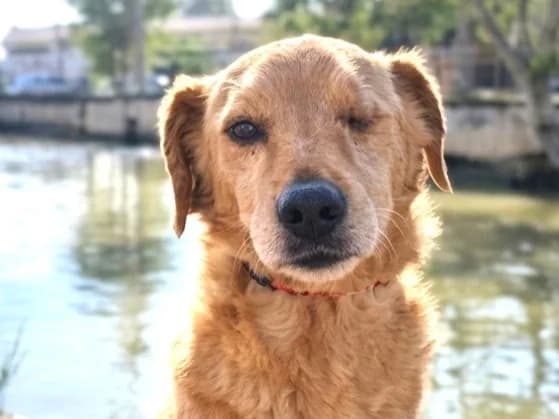 Jude, male 5yo Mixed Breed for adoption at Stichting Wereldhonden