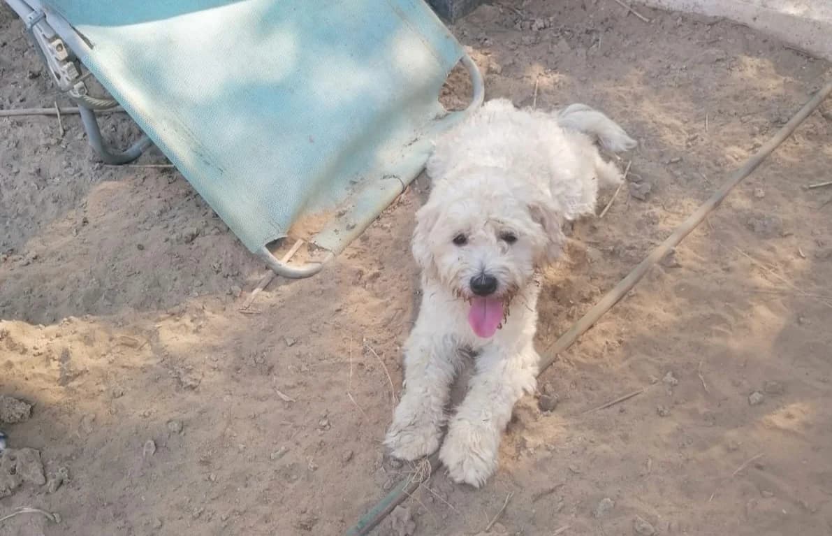Budi, male 5yo Mixed Breed for adoption at Stichting Wereldhonden