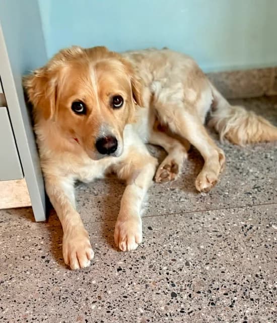 Nemo, male young Mixed Breed for adoption at Stichting Wereldhonden