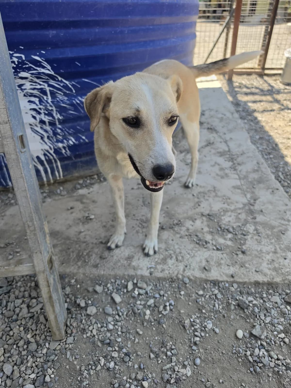 Mundo, male young Mixed Breed for adoption at Stichting Wereldhonden