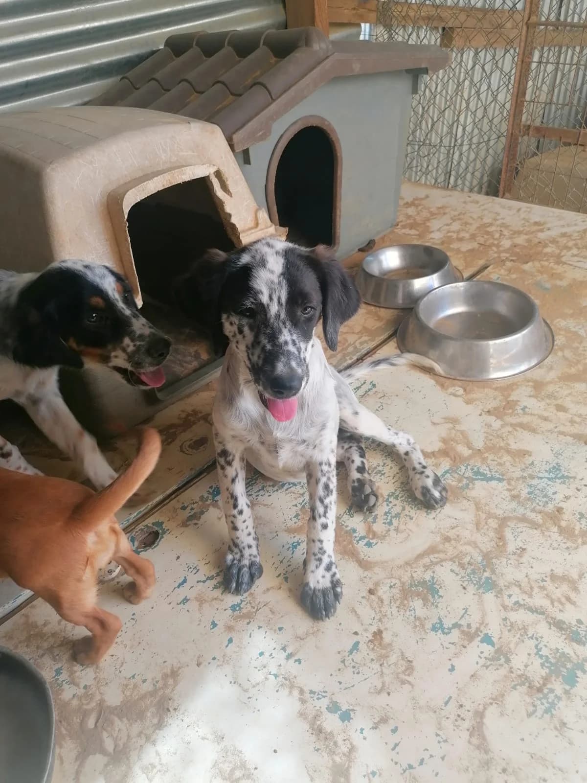 Penny, male puppy Mixed Breed for adoption at Stichting Wereldhonden