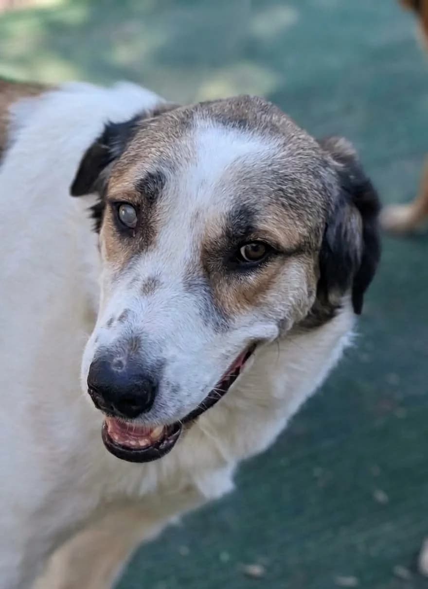 Bubba, getekend male senior Mixed Breed for adoption at Stichting Wereldhonden