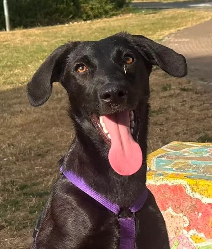 Arba, female puppy Mixed Breed for adoption at Stichting Woozy