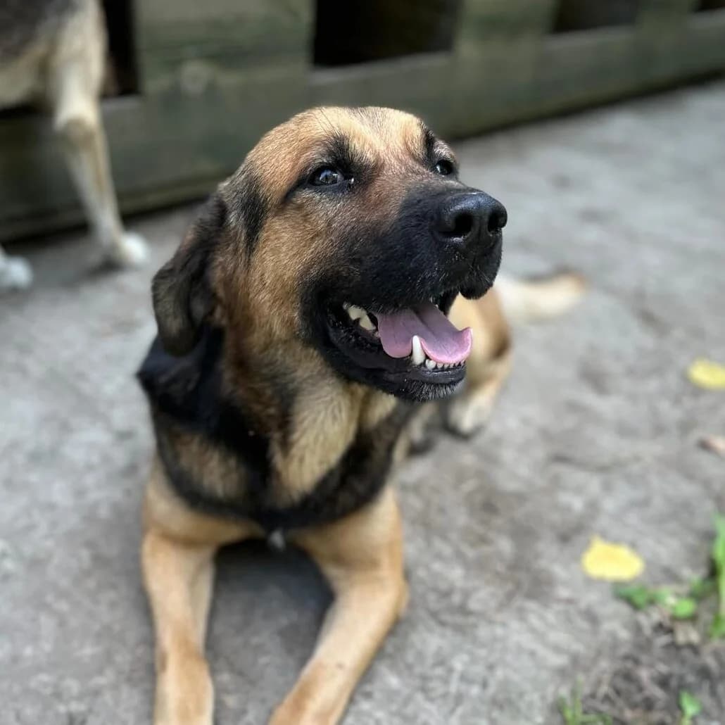 Ares, male 6yo Mixed Breed for adoption at Stichting Woozy