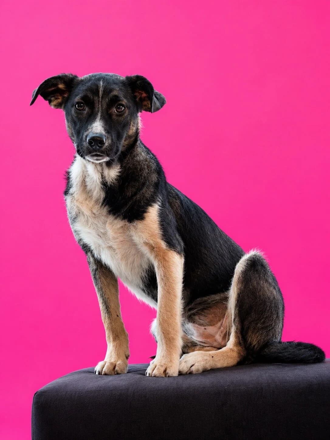 Aruba, female puppy Mixed Breed for adoption at Stichting Woozy