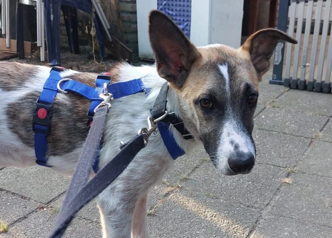 Bali, male puppy Mixed Breed for adoption at Stichting Woozy