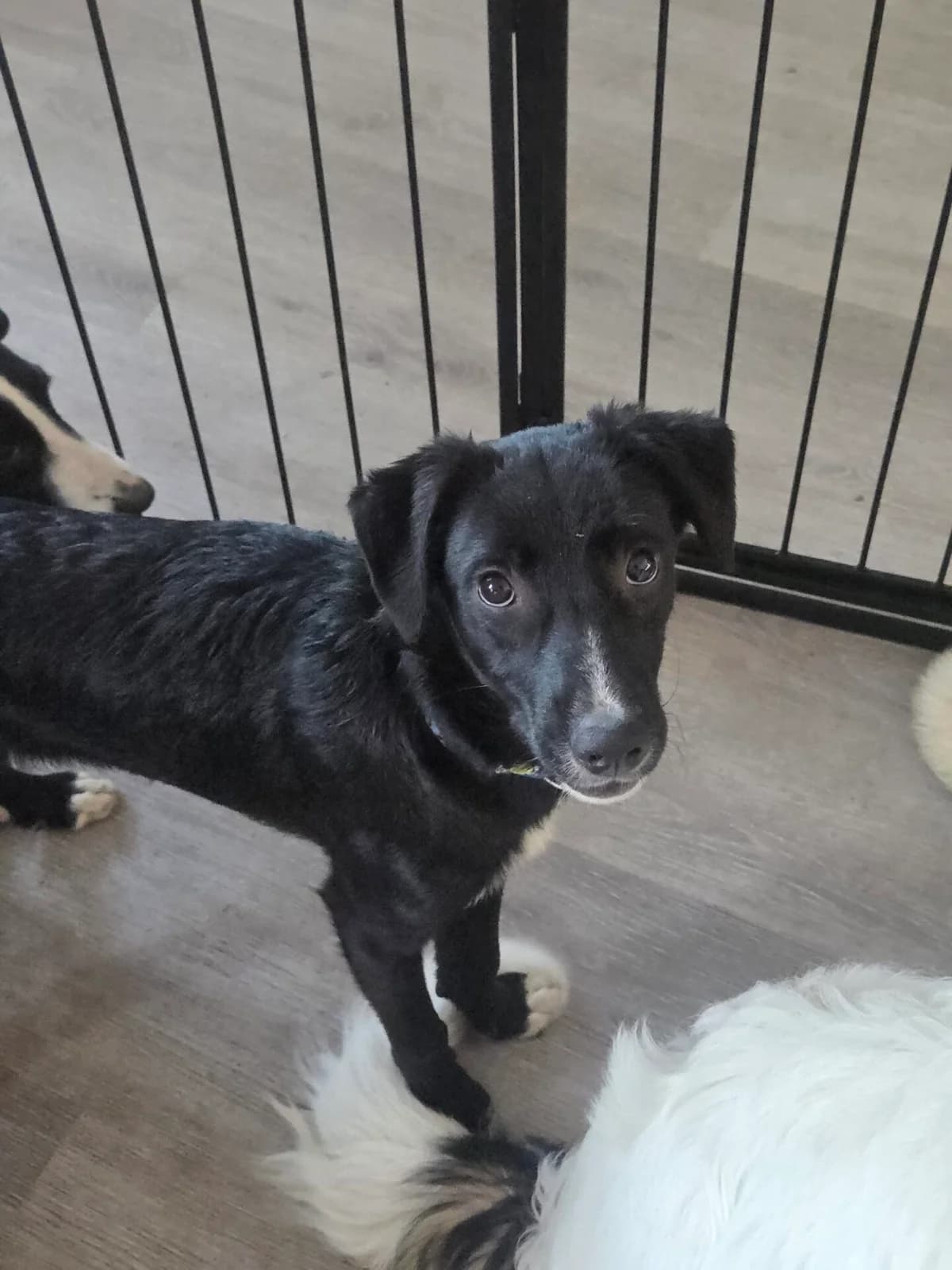 Buster, male puppy Mixed Breed for adoption at Stichting Woozy