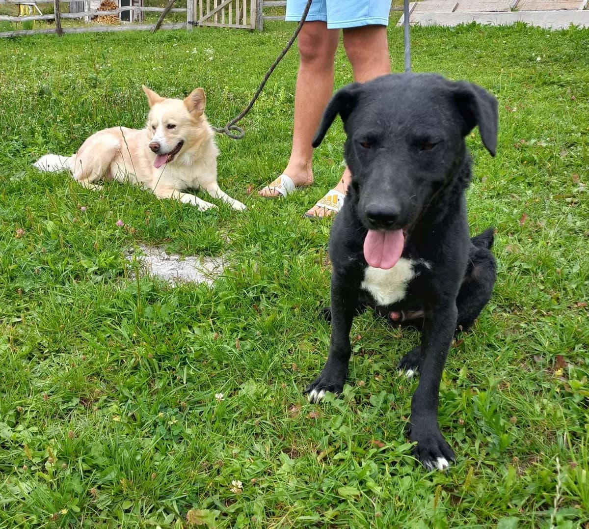 Cole En Elise, male 3yo Mixed Breed for adoption at Stichting Woozy