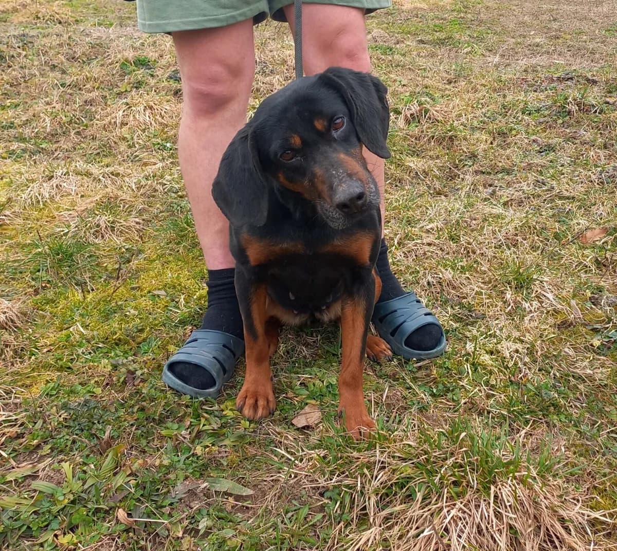 Dara, female young Mixed Breed for adoption at Stichting Woozy