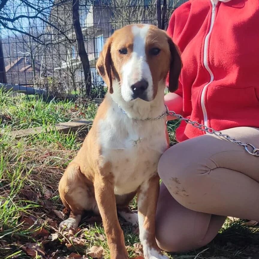Dorian, male young Mixed Breed for adoption at Stichting Woozy