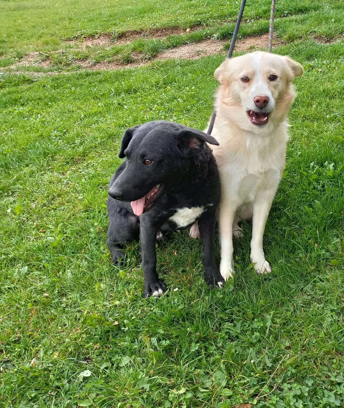 Elise En Cole, female 3yo Mixed Breed for adoption at Stichting Woozy