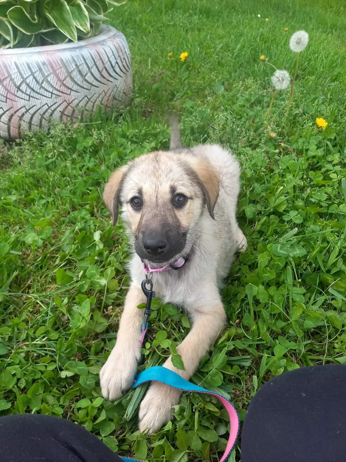 Emona, female puppy Mixed Breed for adoption at Stichting Woozy