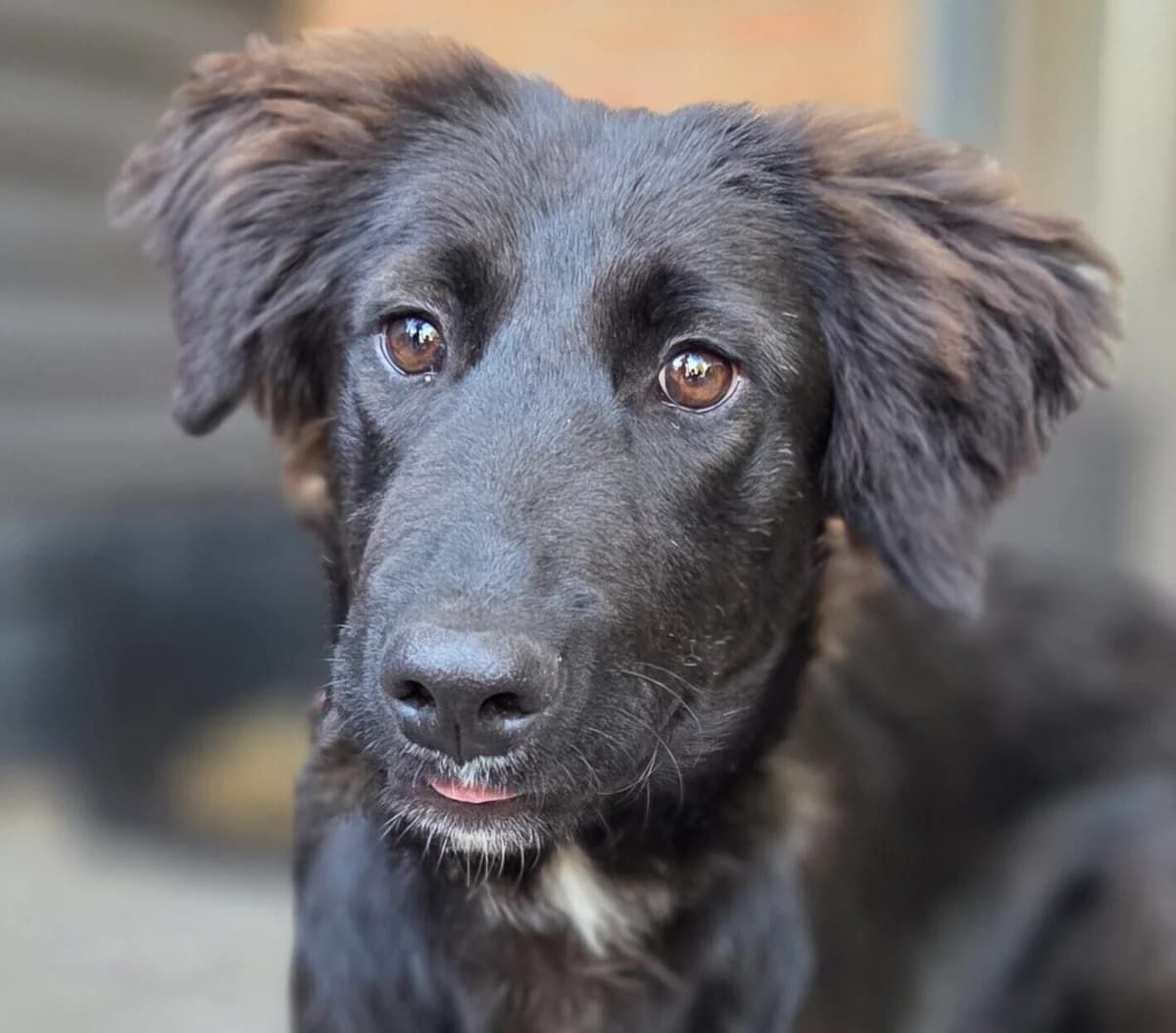 Enon, male puppy Mixed Breed for adoption at Stichting Woozy
