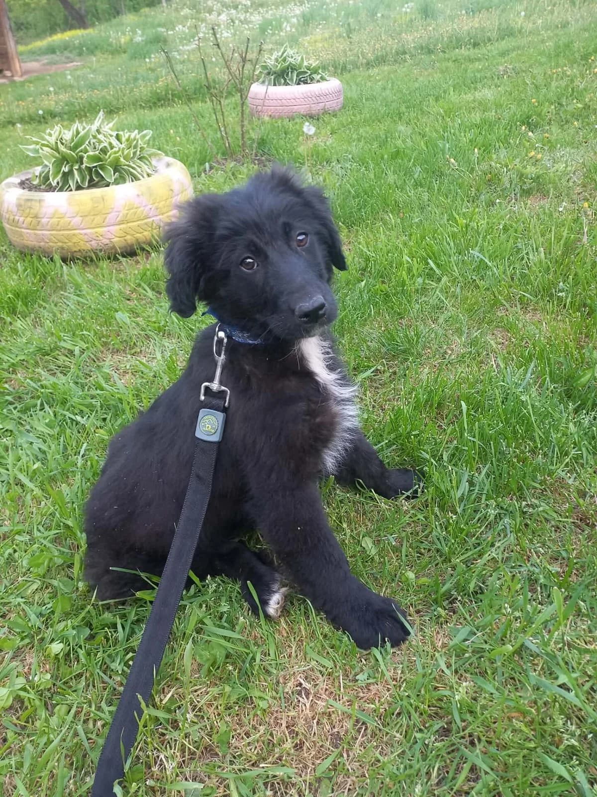 Faro, male puppy Mixed Breed for adoption at Stichting Woozy
