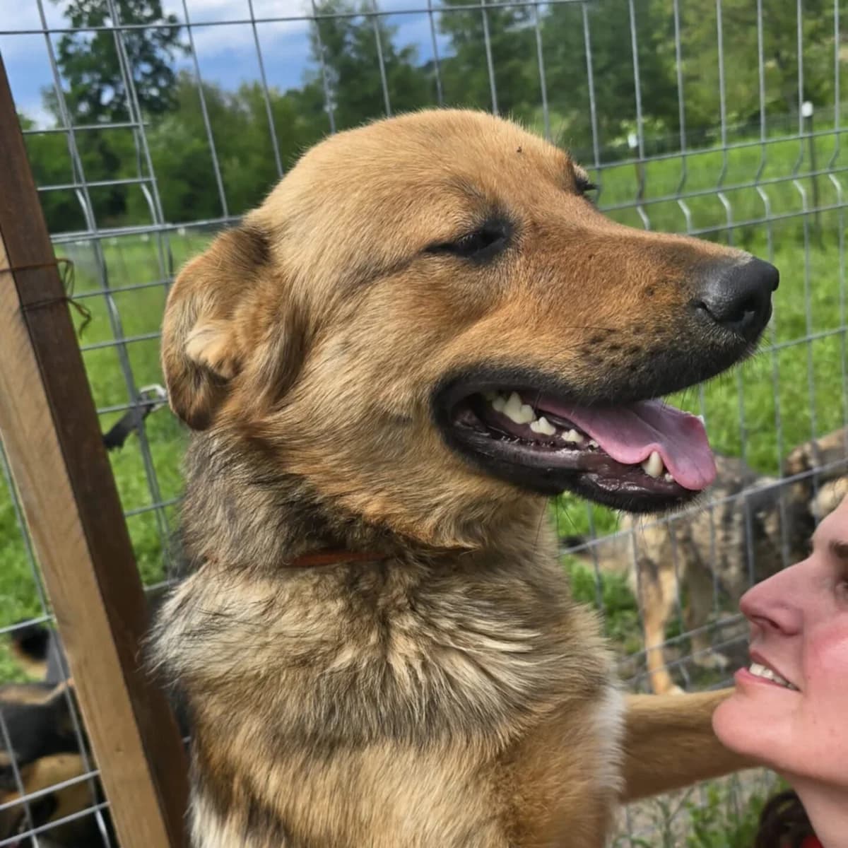 Felix, male young Mixed Breed for adoption at Stichting Woozy