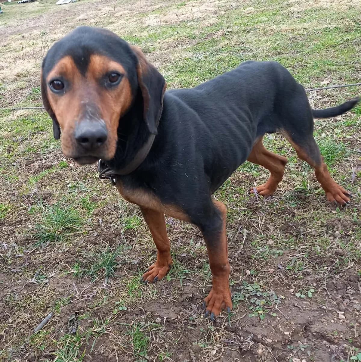 Gatsby, male young Mixed Breed for adoption at Stichting Woozy