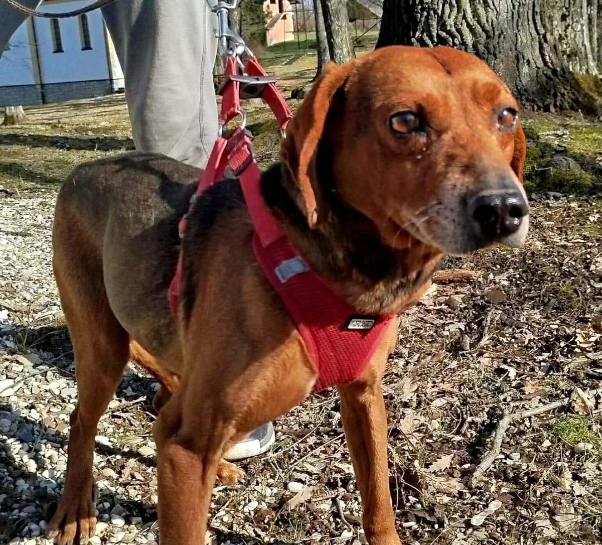 Giovanni, male senior Mixed Breed for adoption at Stichting Woozy