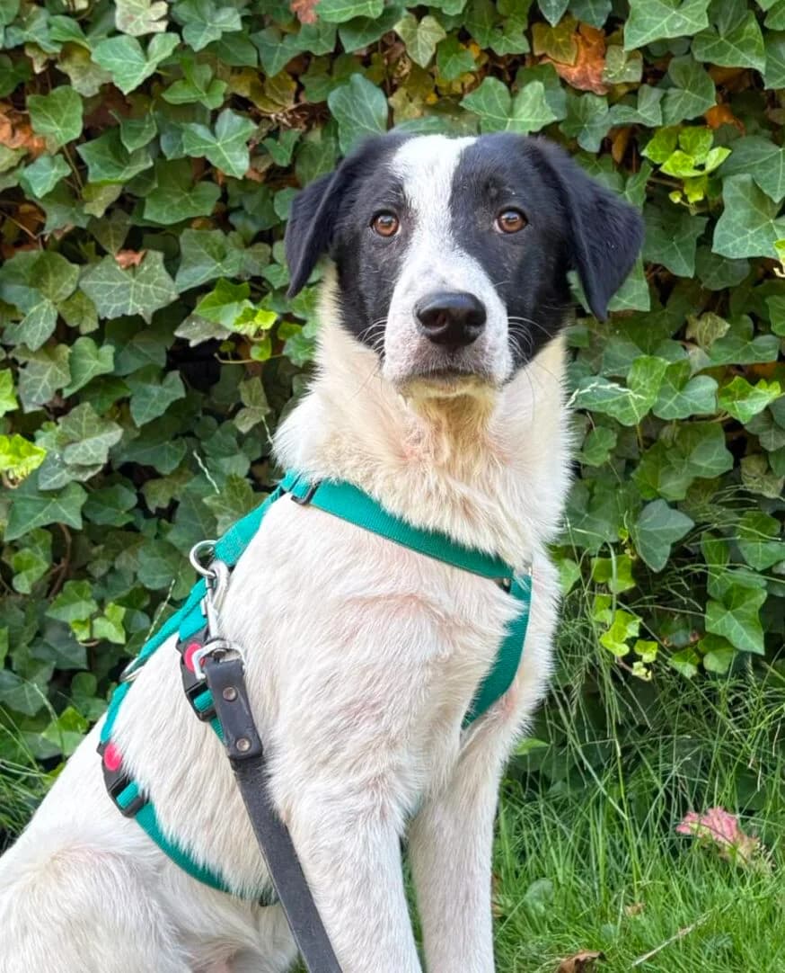 Kit, male puppy Mixed Breed for adoption at Stichting Woozy