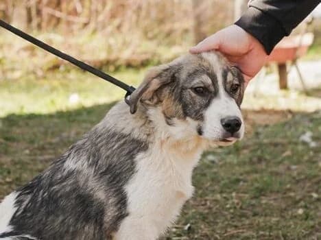 Klod, male puppy Mixed Breed for adoption at Stichting Woozy