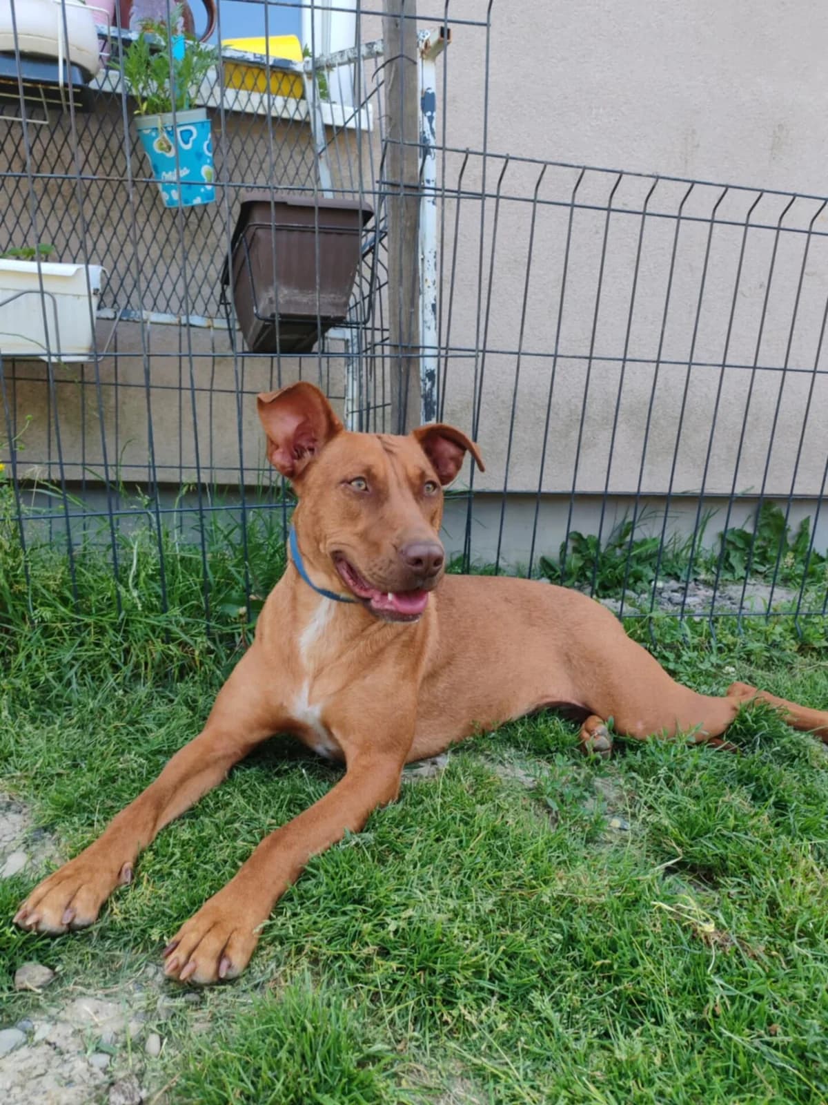 Mashka, female 3yo Mixed Breed for adoption at Stichting Woozy