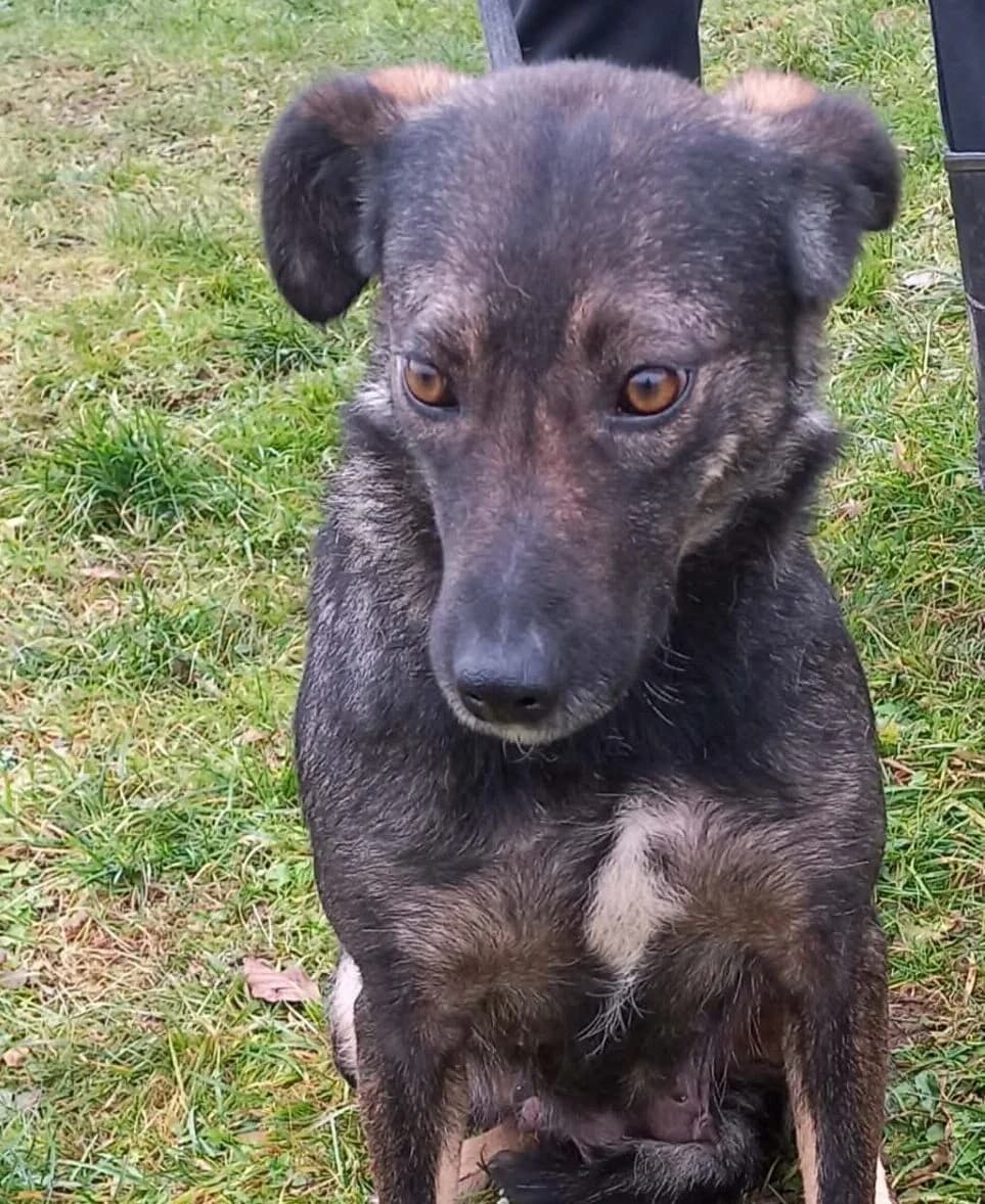 Regina, female 3yo Mixed Breed for adoption at Stichting Woozy