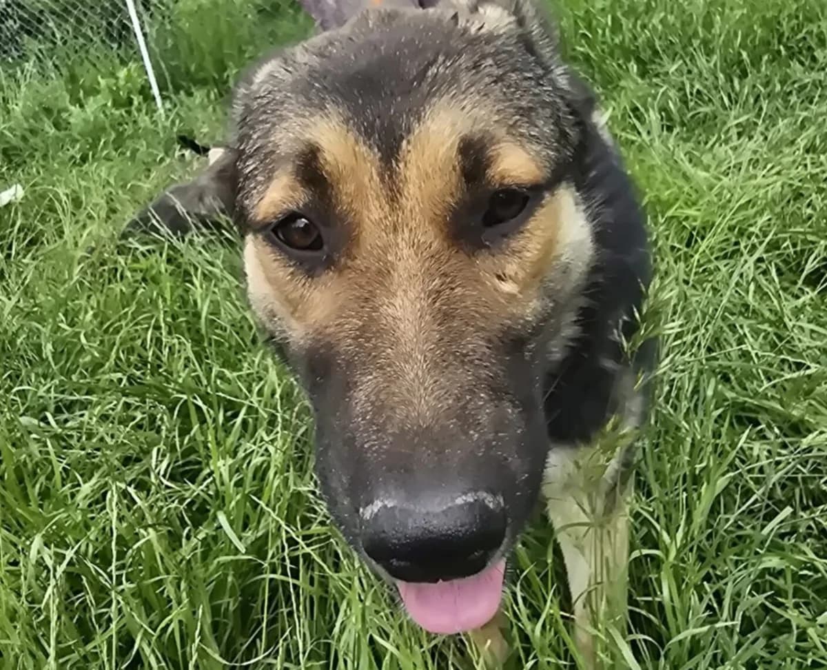 Sheila, female young Mixed Breed for adoption at Stichting Woozy