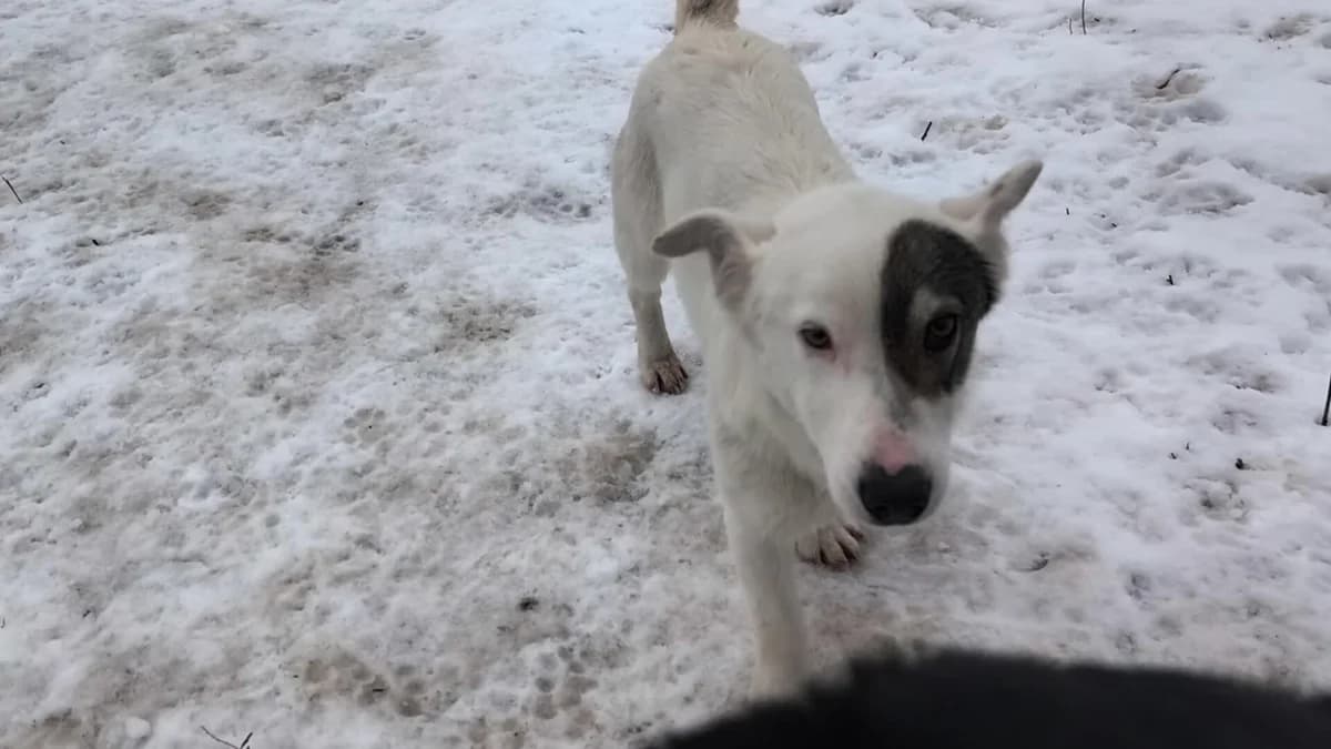 Strolchi, male young Mixed Breed for adoption at Stichting Woozy