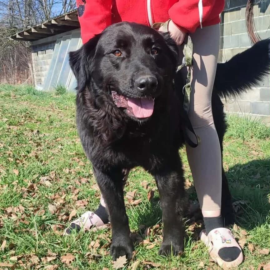 Tristan, male young Mixed Breed for adoption at Stichting Woozy