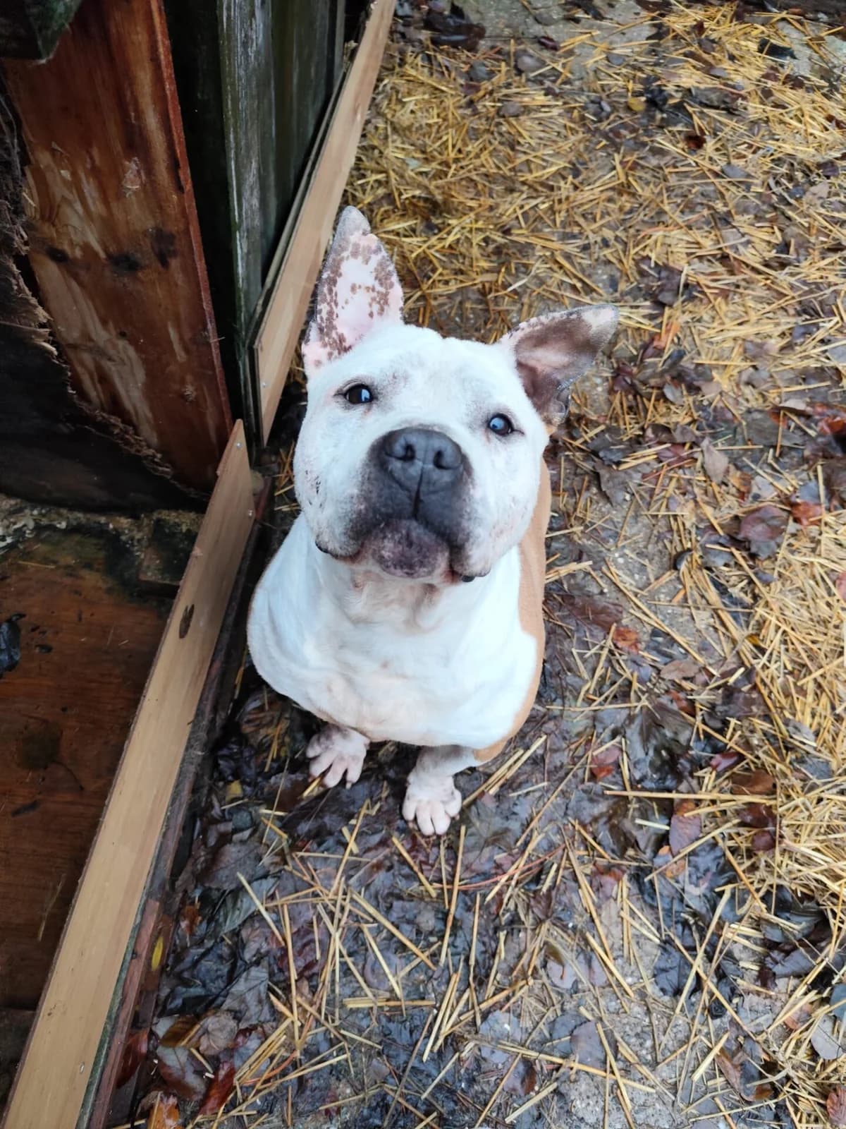 Zak The Amstaff, male senior Mixed Breed for adoption at Stichting Woozy
