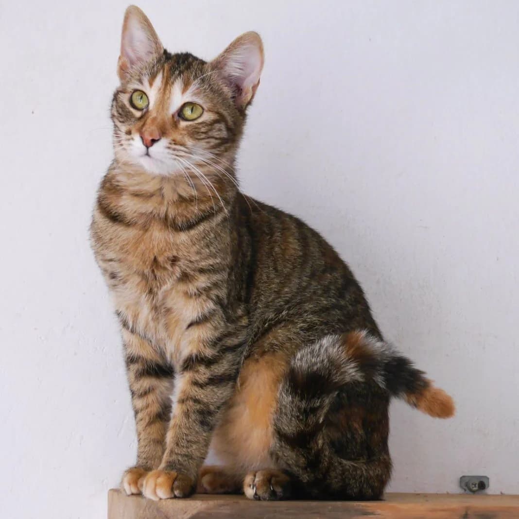 Special Case, female 6yo Mixed Breed for adoption at Stichting Zilver, —