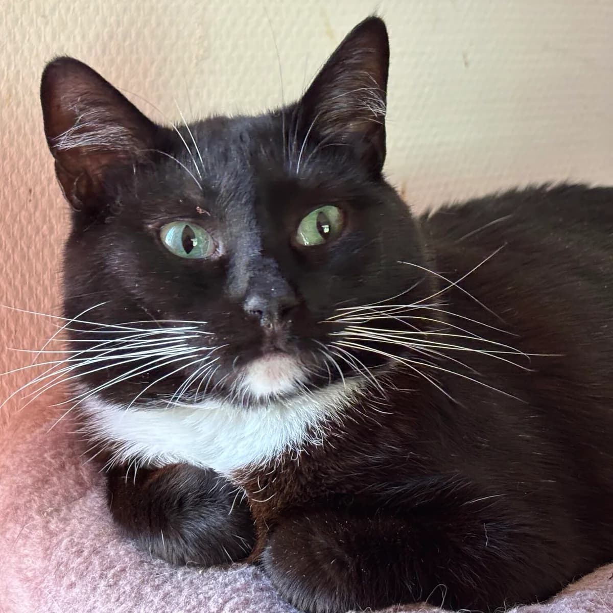 Fam, male 3yo Mixed Breed for adoption at Stichting Zilver, —
