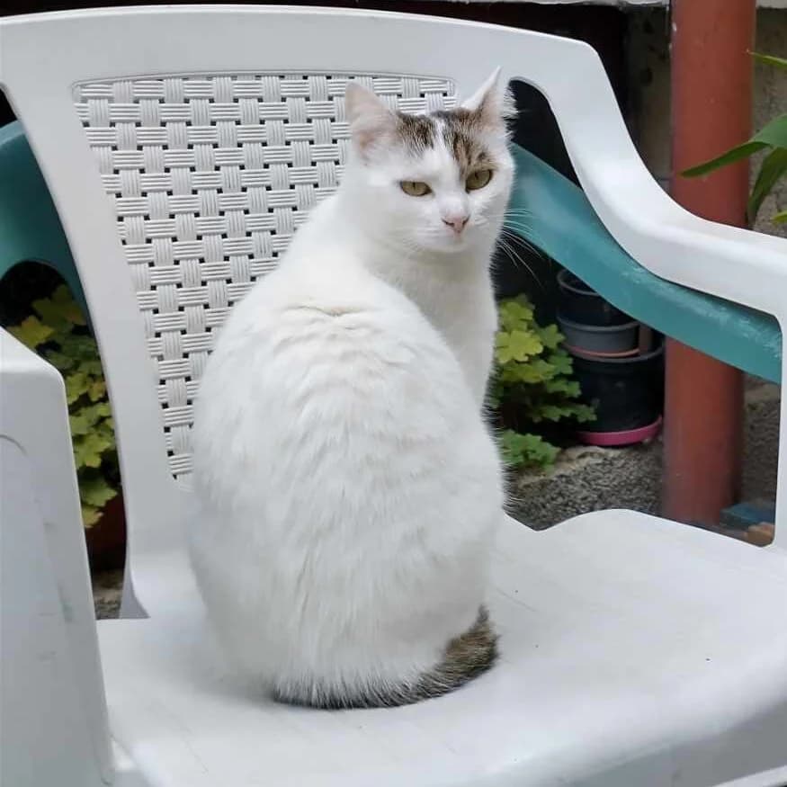 Biba - 3, female 5yo Mixed Breed for adoption at Stichting Zilver, —