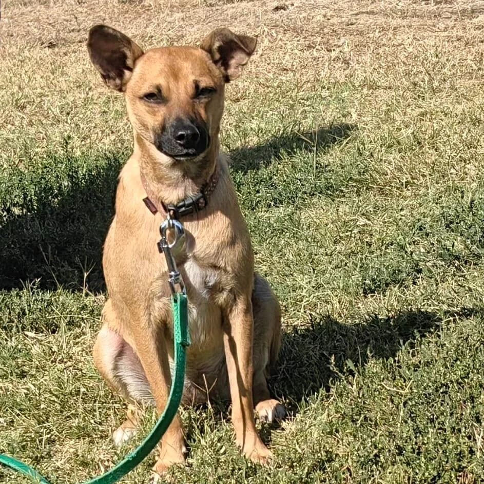Olivia - 3, female young Mixed Breed for adoption at Stichting Zilver, β