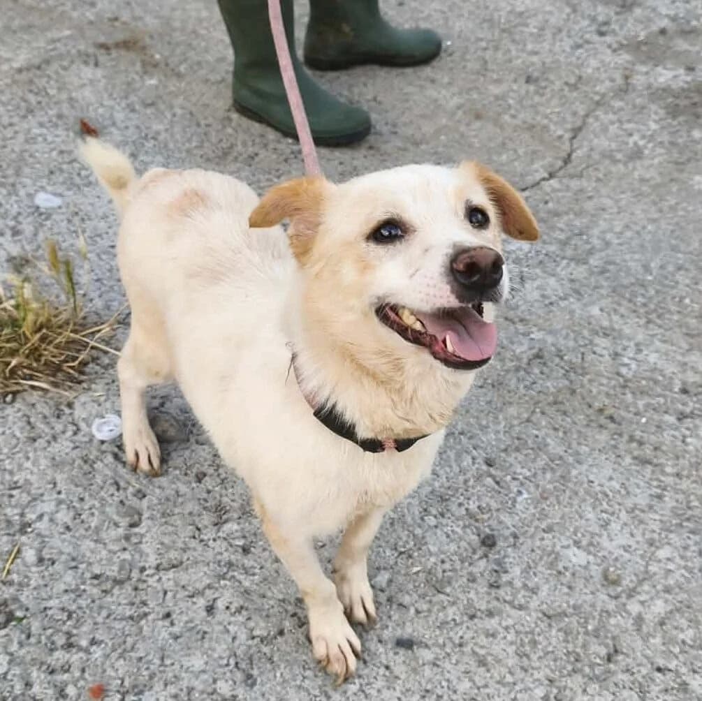 Sara - 9, female young Mixed Breed for adoption at Stichting Zilver, β