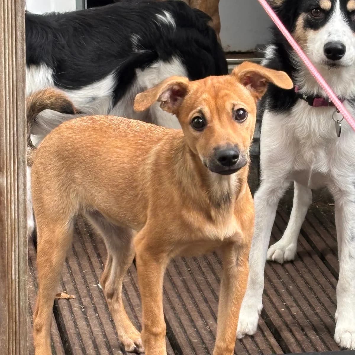 Sonya, female puppy Mixed Breed for adoption at Stichting Zilver, β