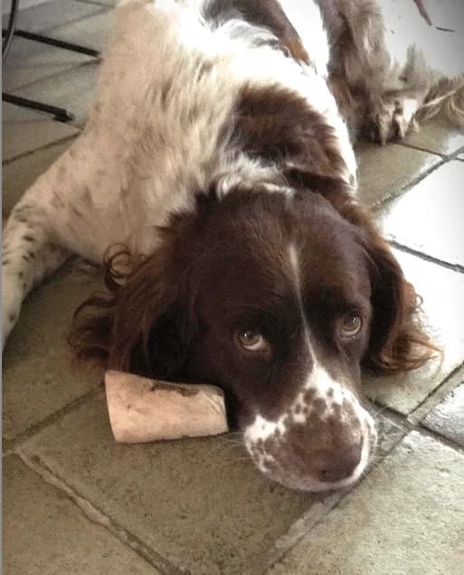Balou, male 7yo mixed breed for adoption at Stichting Zino
