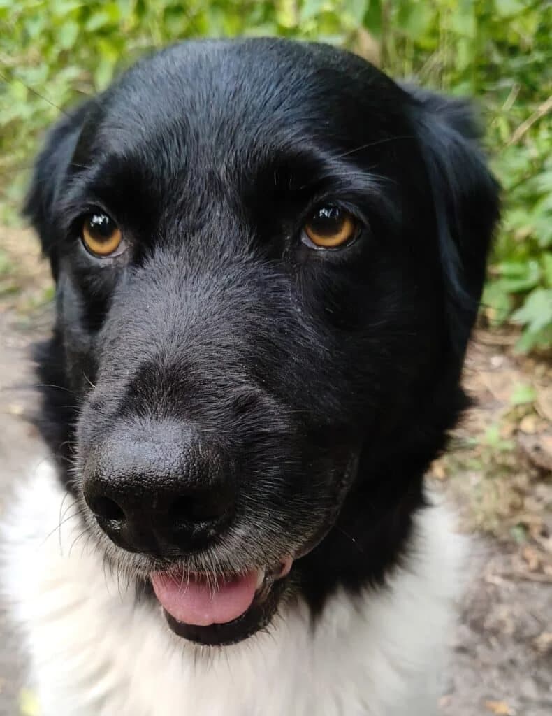 Bo, male senior mixed breed for adoption at Stichting Zino