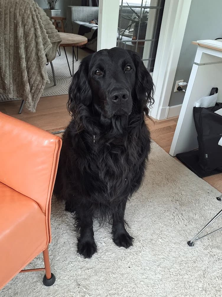 Boris (Bobo) herplaatst, puppy Golden Retriever for adoption at Stichting Zino