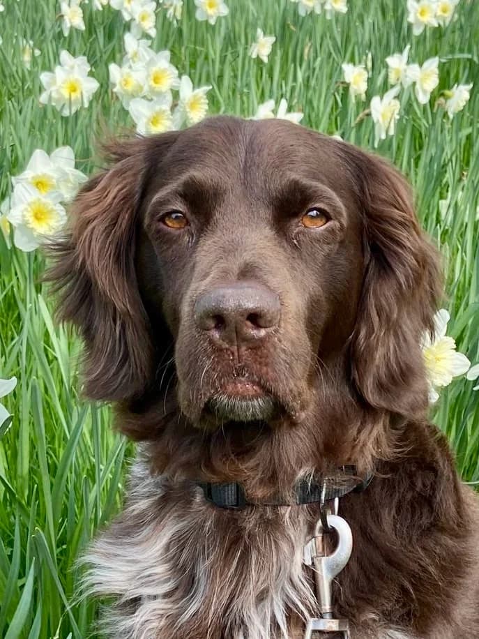 Bram, male 6yo mixed breed for adoption at Stichting Zino