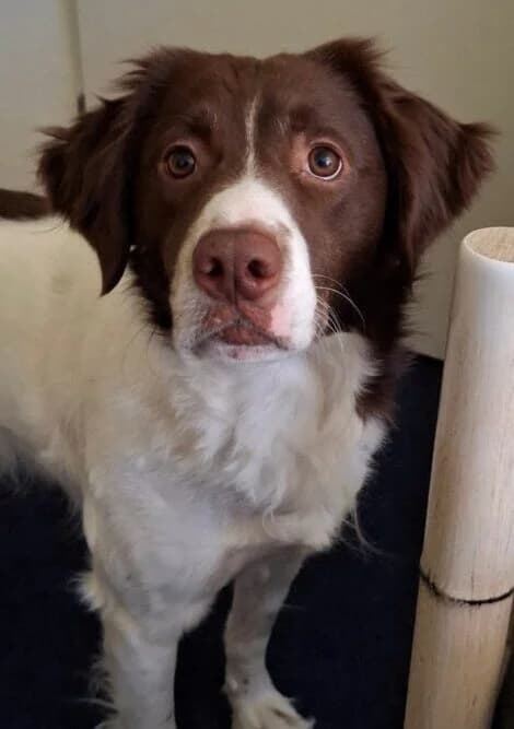 Brownie, male 4yo mixed breed for adoption at Stichting Zino