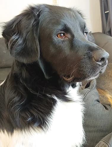 Jack, male senior mixed breed for adoption at Stichting Zino
