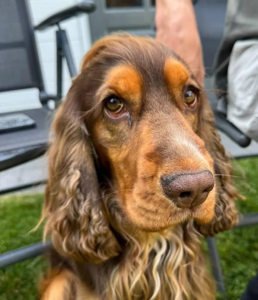 James, male young Cocker Spaniel for adoption at Stichting Zino