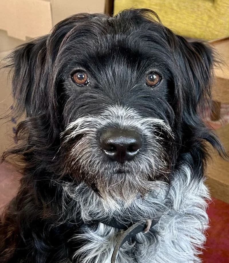 Kaya, female puppy Old English Sheepdog for adoption at Stichting Zino